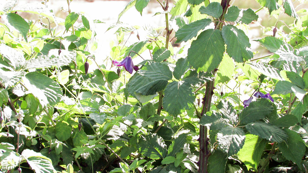 Non Aquilegia, ma Clematis viticella